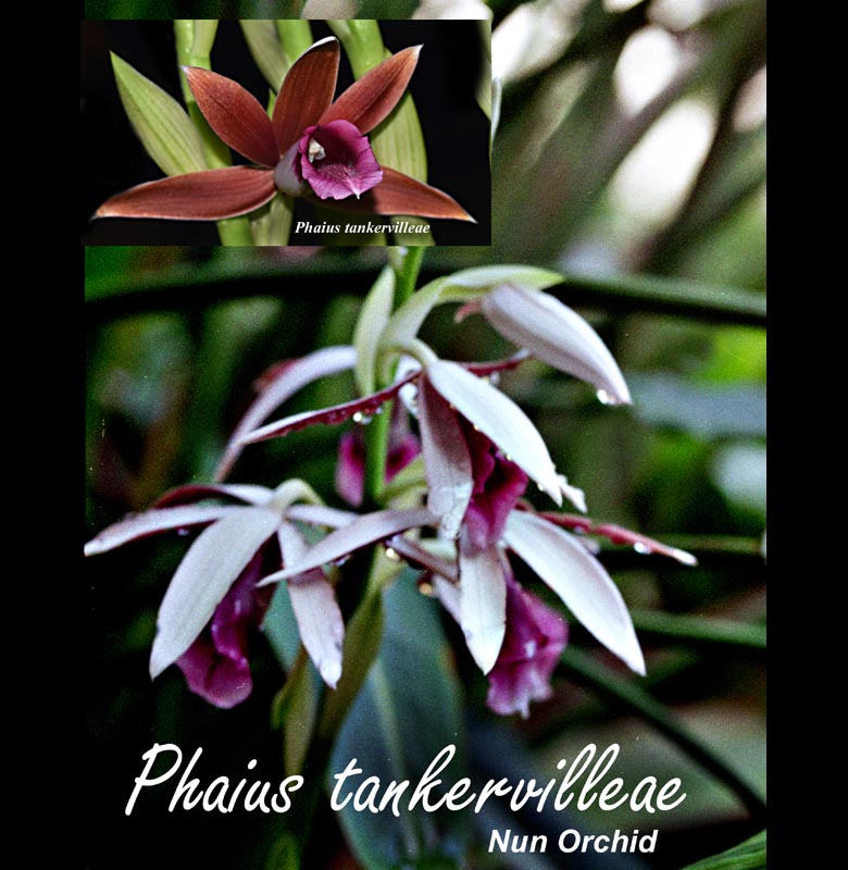 Phaius tankerville 6" pot in spike